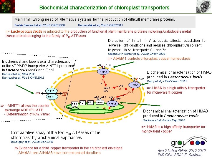 Biochemical characterization of chloroplast transporters Main limit: Strong need of alternative systems for the