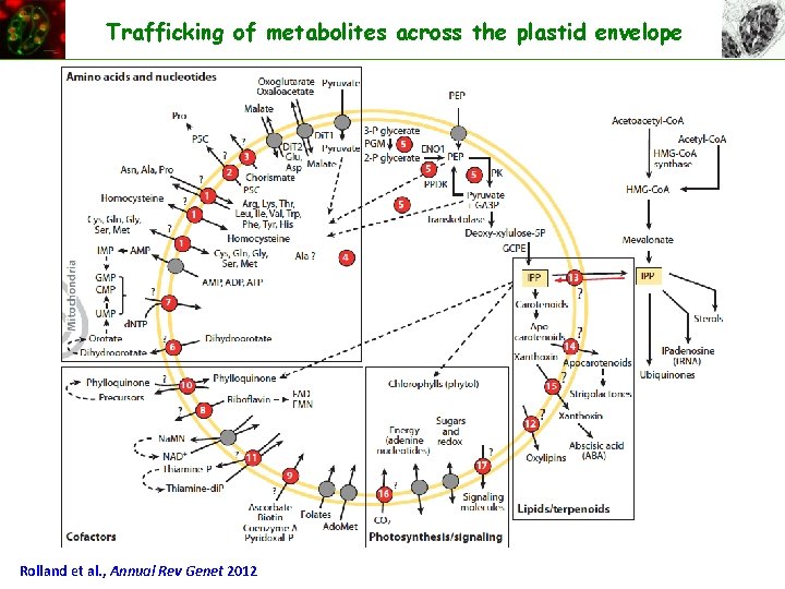 Trafficking of metabolites across the plastid envelope Rolland et al. , Annual Rev Genet