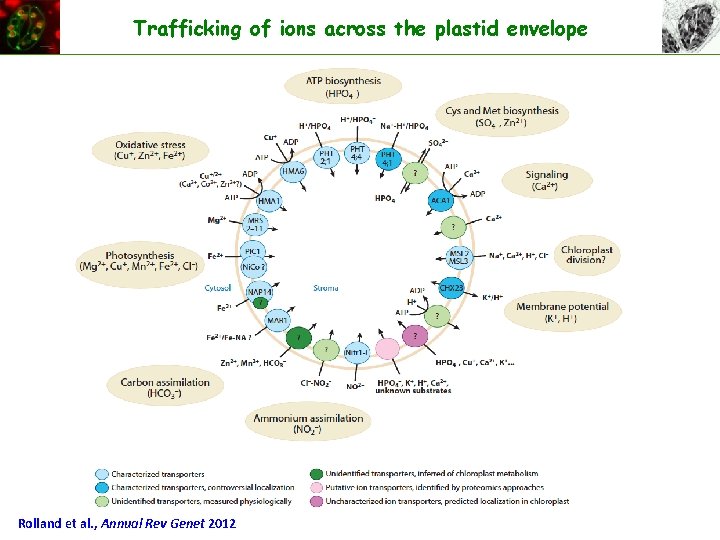 Trafficking of ions across the plastid envelope Rolland et al. , Annual Rev Genet