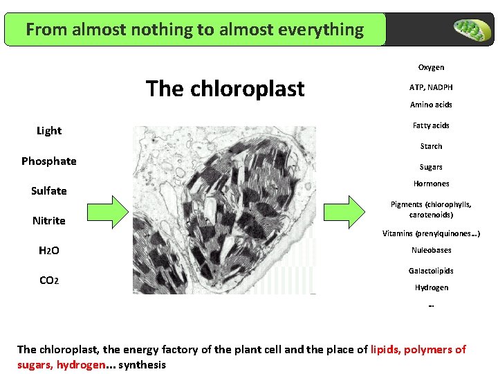 From almost nothing to almost everything Oxygen The chloroplast Light ATP, NADPH Amino acids