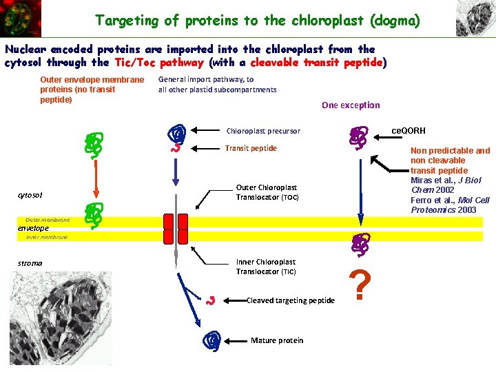 Targeting of proteins to the chloroplast (dogma) Nuclear encoded proteins are imported into the