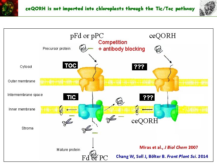 ce. QORH is not imported into chloroplasts through the Tic/Toc pathway p. Fd or