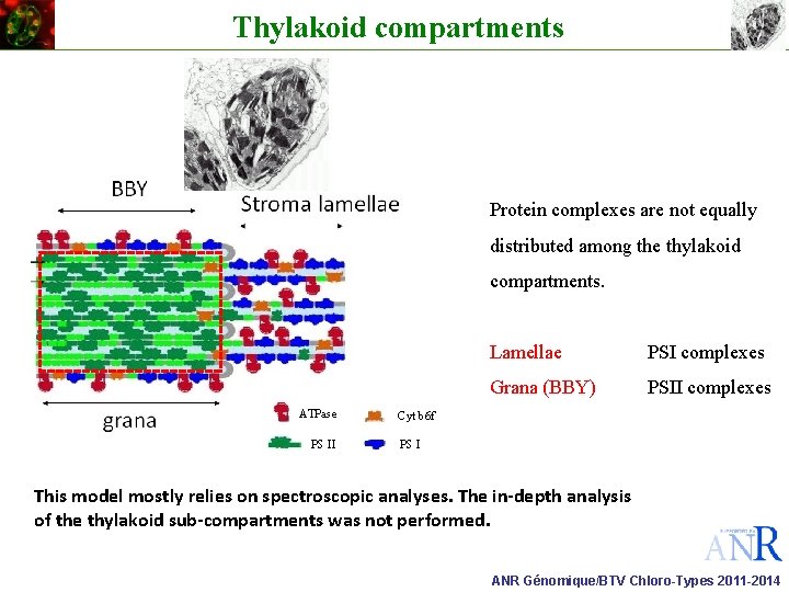 Thylakoid compartments Protein complexes are not equally distributed among the thylakoid compartments. ATPase PS