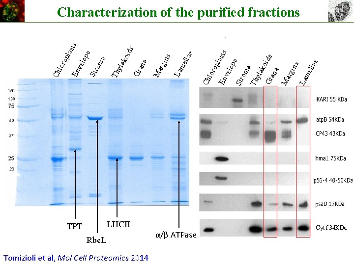 LHCII TPT Rbc. L Tomizioli et al, Mol Cell Proteomics 2014 α/β ATPase llae