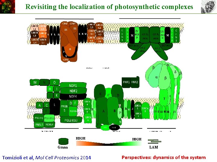 Revisiting the localization of photosynthetic complexes HIGH Grana Tomizioli et al, Mol Cell Proteomics