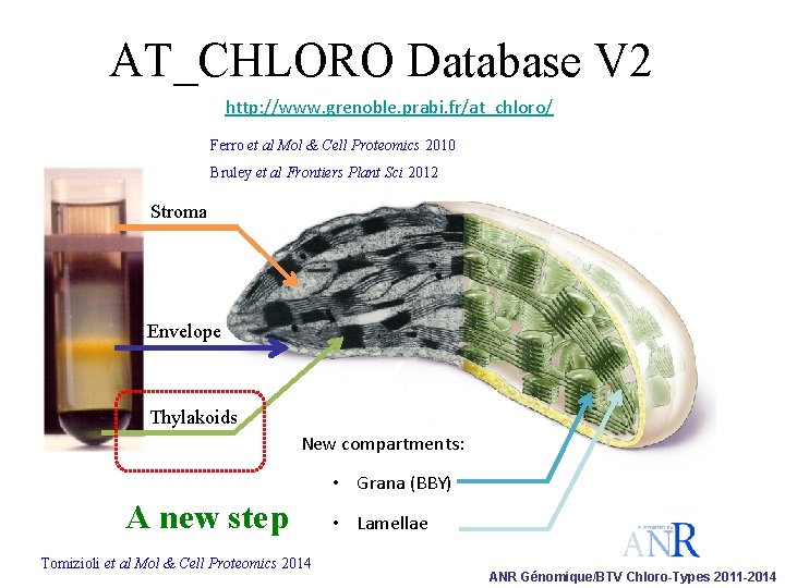AT_CHLORO Database V 2 http: //www. grenoble. prabi. fr/at_chloro/ Ferro et al Mol &