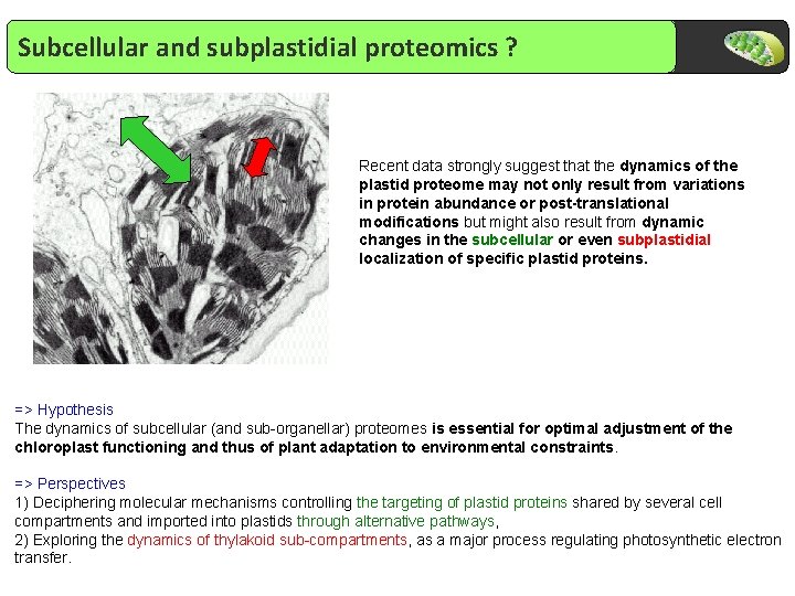 Subcellular and subplastidial proteomics ? Recent data strongly suggest that the dynamics of the