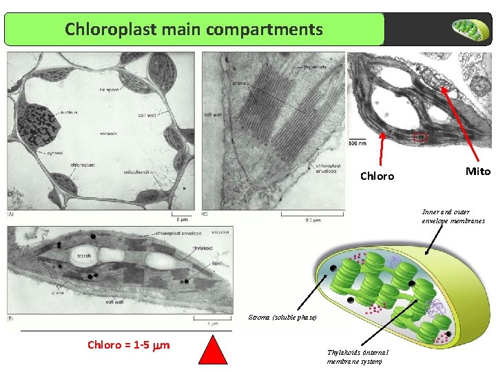 Chloroplast main compartments Chloro Mito Inner and outer envelope membranes Stroma (soluble phase) Chloro