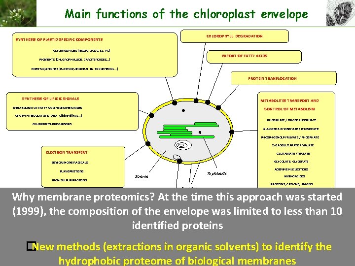 Main functions of the chloroplast envelope CHLOROPHYLL DEGRADATION SYNTHESIS OF PLASTID SPECIFIC COMPONENTS GLYCEROLIPIDES