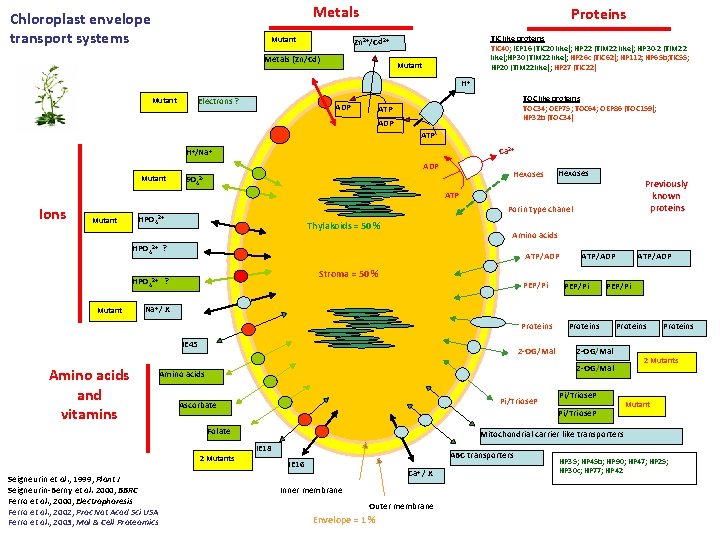 Metals Chloroplast envelope transport systems Mutant Proteins TIC like proteins TIC 40; IEP 16