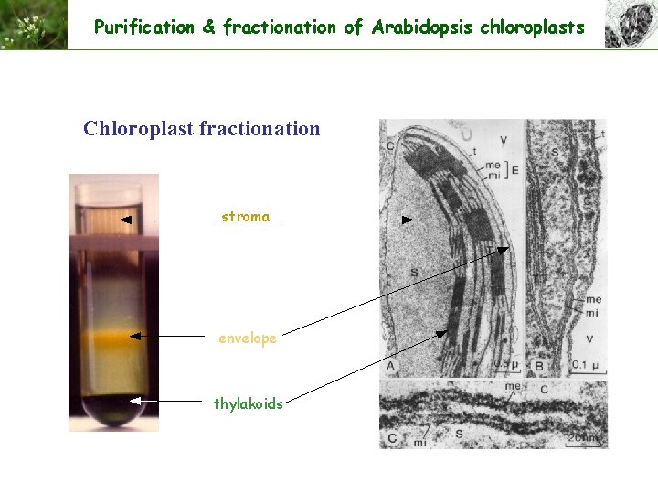 Purification & fractionation of Arabidopsis chloroplasts Chloroplast fractionation stroma envelope thylakoids 