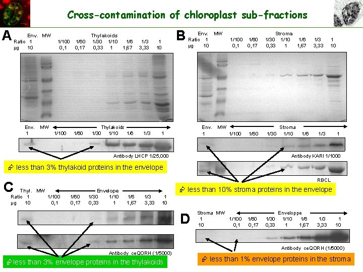 Cross-contamination of chloroplast sub-fractions A Env. MW Thylakoids Ratio 1 1/100 1/60 1/30 1/10