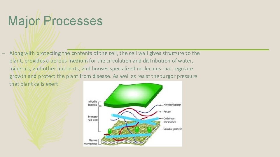 Major Processes – Along with protecting the contents of the cell, the cell wall
