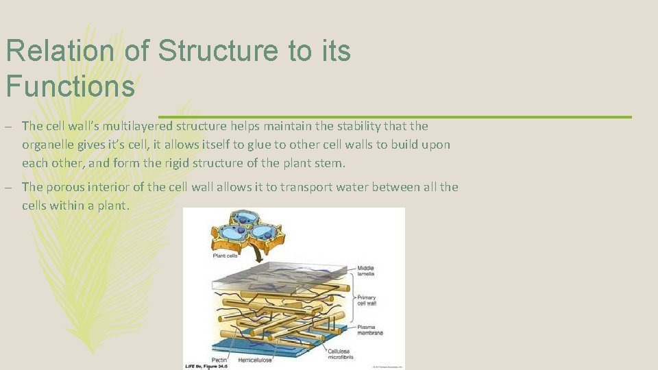 Relation of Structure to its Functions – The cell wall’s multilayered structure helps maintain