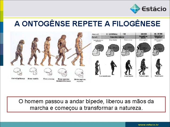 A ONTOGÊNSE REPETE A FILOGÊNESE O homem passou a andar bípede, liberou as mãos