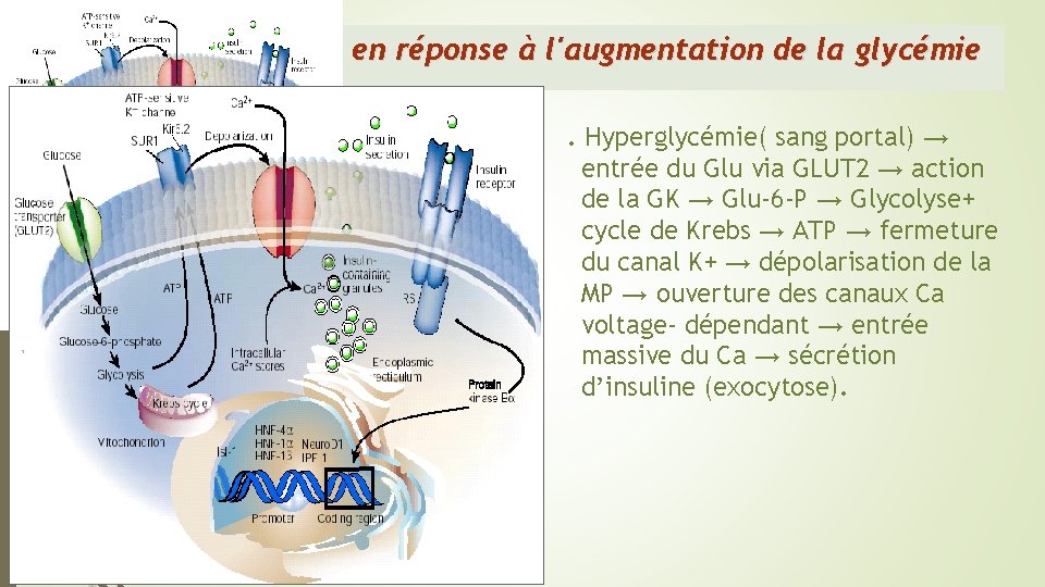 Sécrétion d'insuline en réponse à l'augmentation de la glycémie. Hyperglycémie( sang portal) → entrée