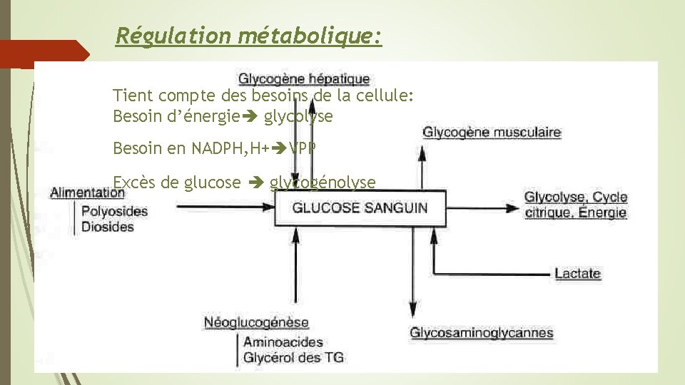 Régulation métabolique: Tient compte des besoins de la cellule: Besoin d’énergie glycolyse Besoin en