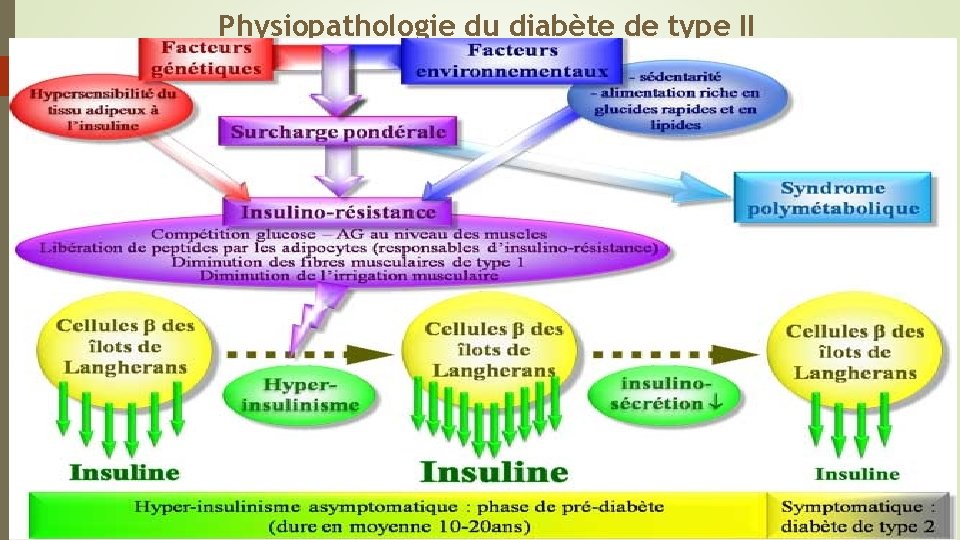 Physiopathologie du diabète de type II 