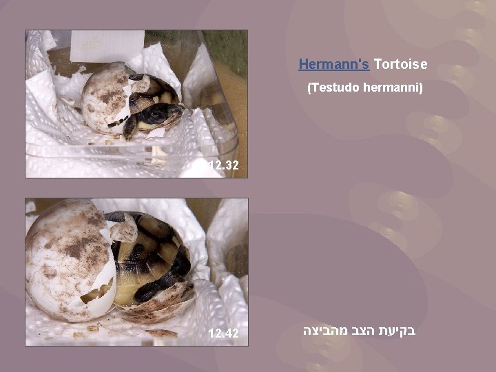 Hermann's Tortoise (Testudo hermanni) 12. 32 12. 42 בקיעת הצב מהביצה 