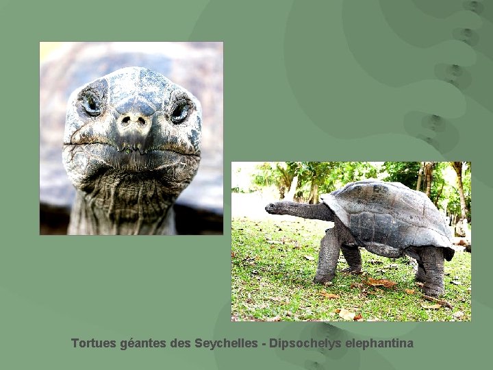 Tortues géantes des Seychelles - Dipsochelys elephantina 