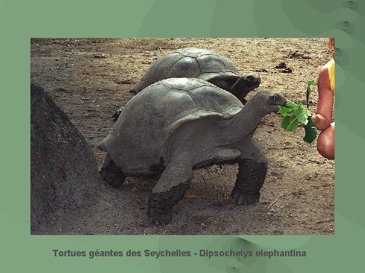 Tortues géantes des Seychelles - Dipsochelys elephantina 