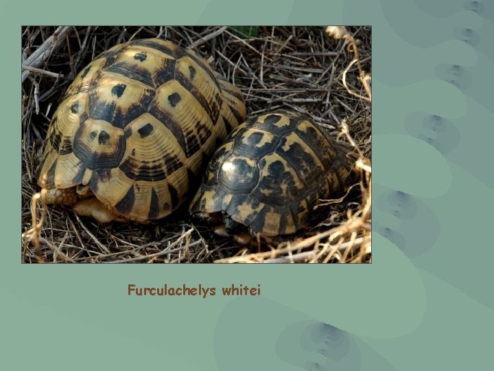 Furculachelys whitei 