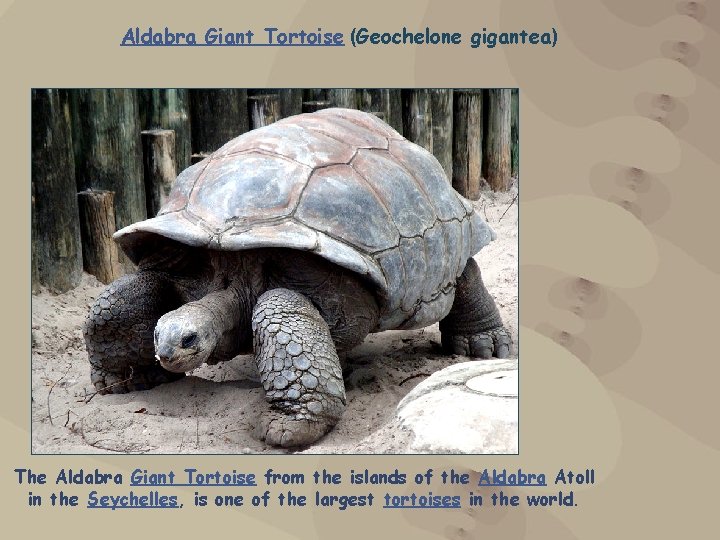 Aldabra Giant Tortoise (Geochelone gigantea) The Aldabra Giant Tortoise from the islands of the