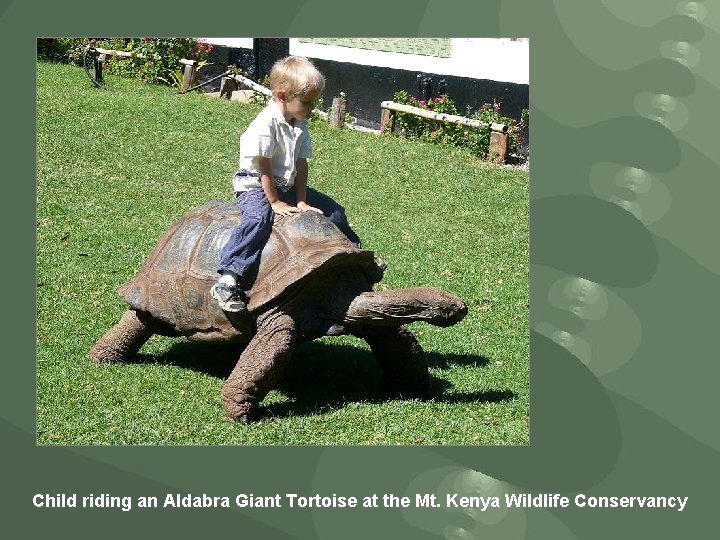 Child riding an Aldabra Giant Tortoise at the Mt. Kenya Wildlife Conservancy 