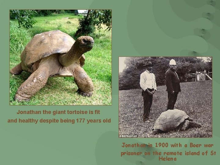 Jonathan the giant tortoise is fit and healthy despite being 177 years old Jonathan