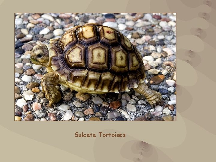 Sulcata Tortoises 