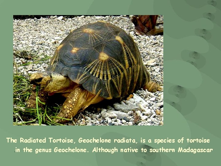 The Radiated Tortoise, Geochelone radiata, is a species of tortoise , in the genus