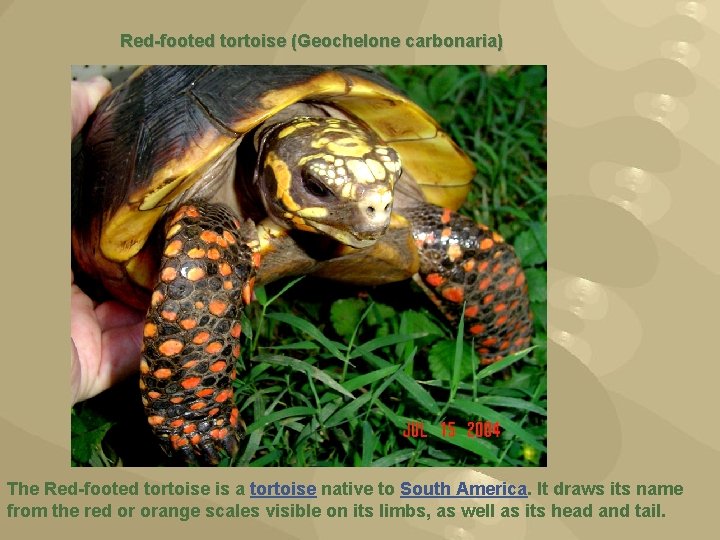 Red-footed tortoise (Geochelone carbonaria) The Red-footed tortoise is a tortoise native to South America.