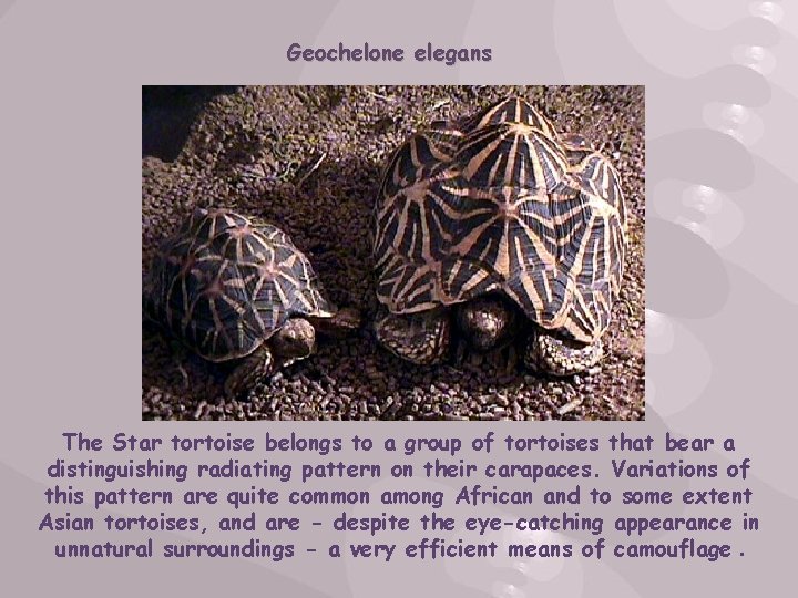 Geochelone elegans The Star tortoise belongs to a group of tortoises that bear a