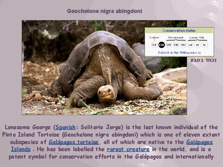 Geochelone nigra abingdoni נכחד בטבע Lonesome George (Spanish: Solitario Jorge) is the last known