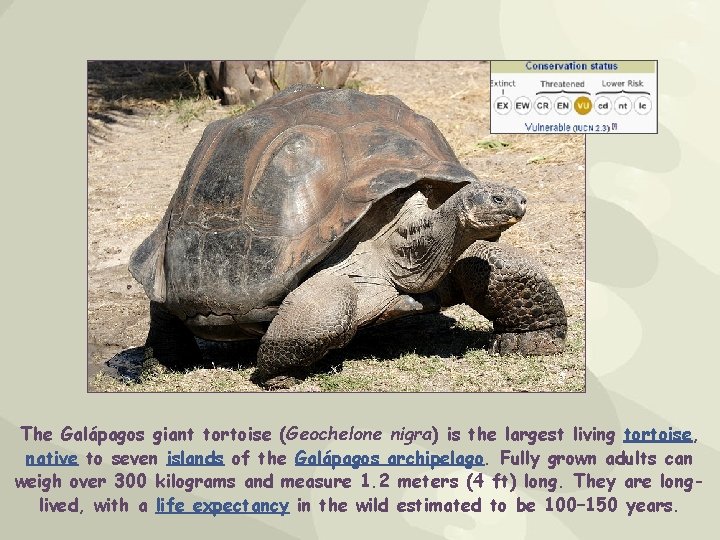 The Galápagos giant tortoise (Geochelone nigra) is the largest living tortoise, native to seven