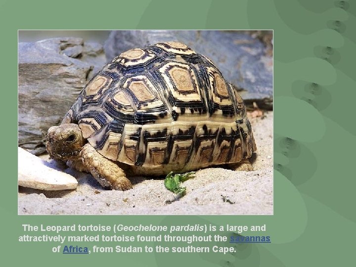 The Leopard tortoise (Geochelone pardalis) is a large and attractively marked tortoise found throughout