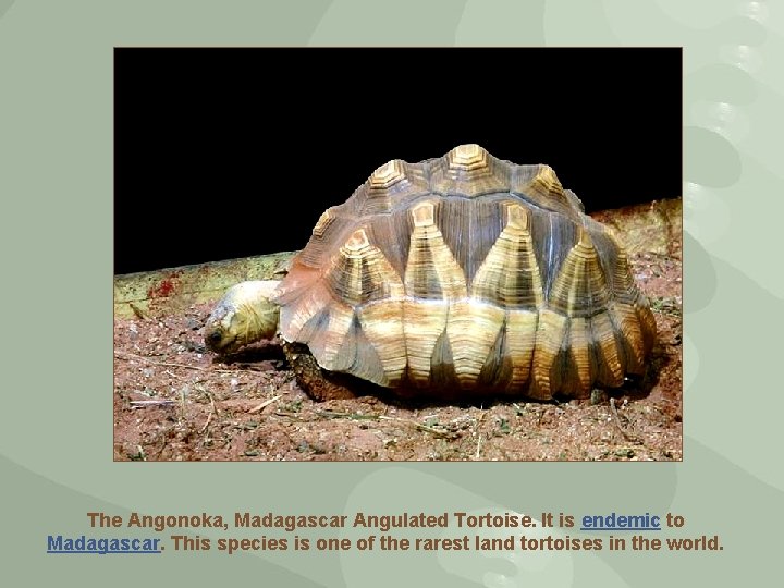 The Angonoka, Madagascar Angulated Tortoise. It is endemic to Madagascar. This species is one