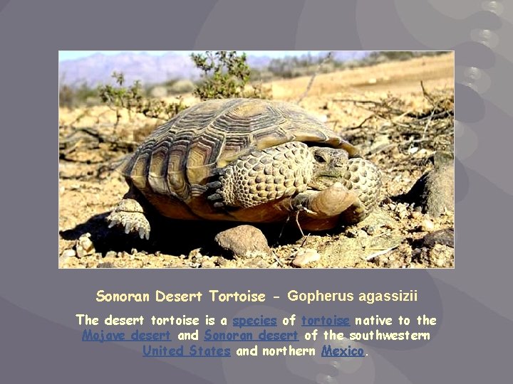 Sonoran Desert Tortoise - Gopherus agassizii The desert tortoise is a species of tortoise