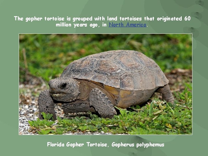 The gopher tortoise is grouped with land tortoises that originated 60 million years ago,