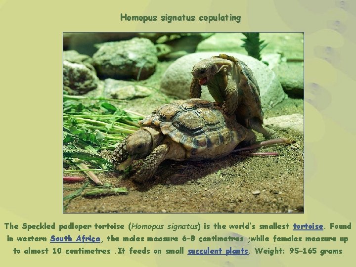 Homopus signatus copulating The Speckled padloper tortoise (Homopus signatus) is the world’s smallest tortoise.