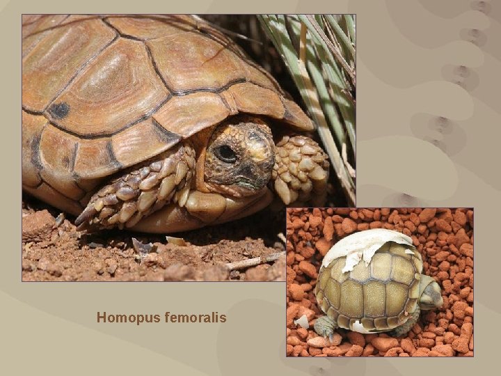 Homopus femoralis 