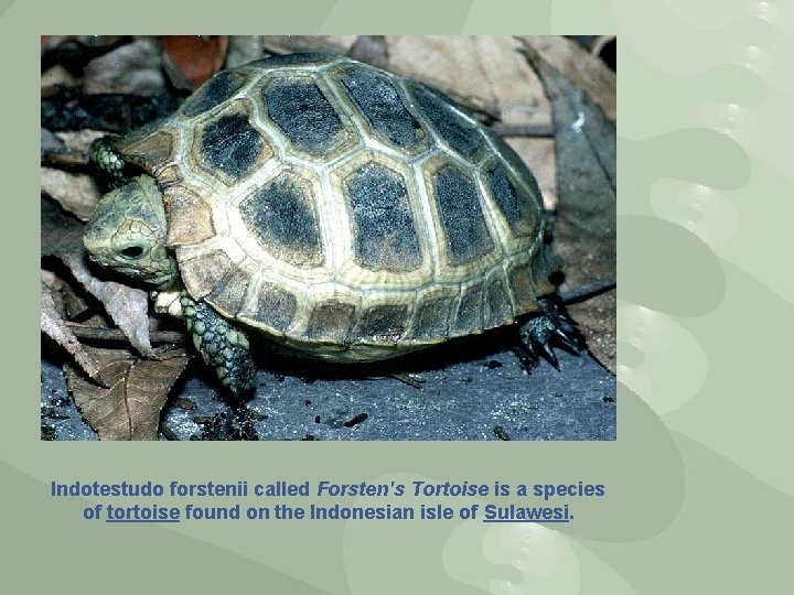 Indotestudo forstenii called Forsten's Tortoise is a species of tortoise found on the Indonesian