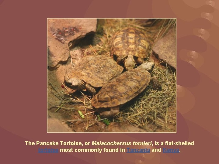 The Pancake Tortoise, or Malacochersus tornieri, is a flat-shelled tortoise most commonly found in
