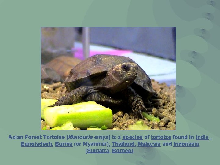 Asian Forest Tortoise (Manouria emys) is a species of tortoise found in India ,