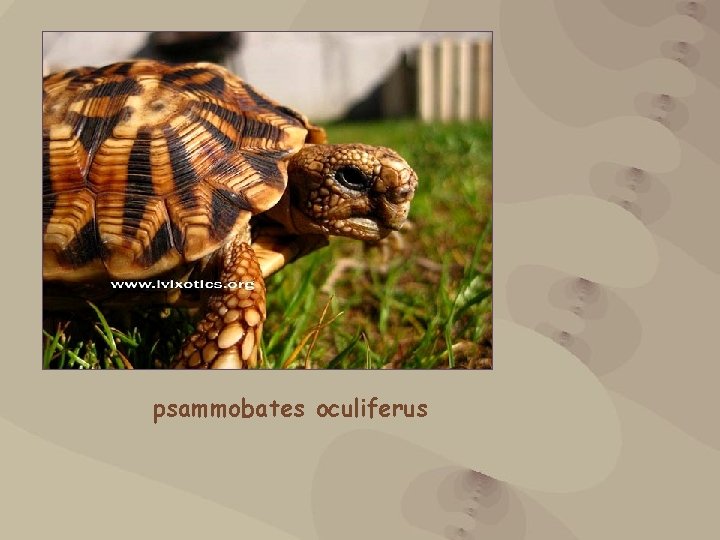 psammobates oculiferus 