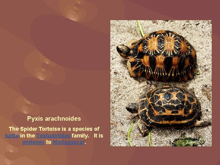 Pyxis arachnoides The Spider Tortoise is a species of turtle in the Testudinidae family.