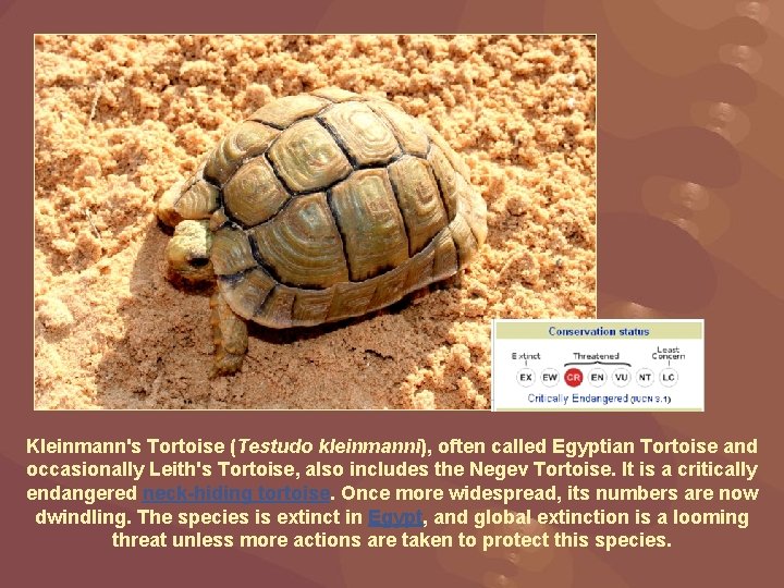 Kleinmann's Tortoise (Testudo kleinmanni), often called Egyptian Tortoise and occasionally Leith's Tortoise, also includes