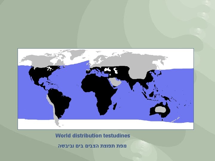 World distribution testudines מפת תפוצת הצבים וביבשה 