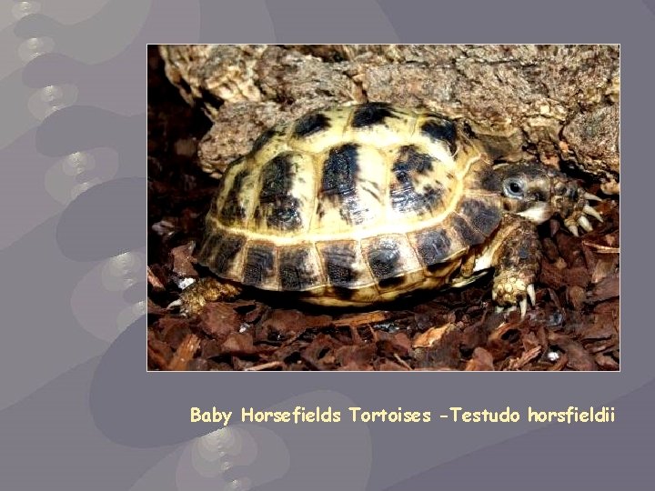 Baby Horsefields Tortoises -Testudo horsfieldii 