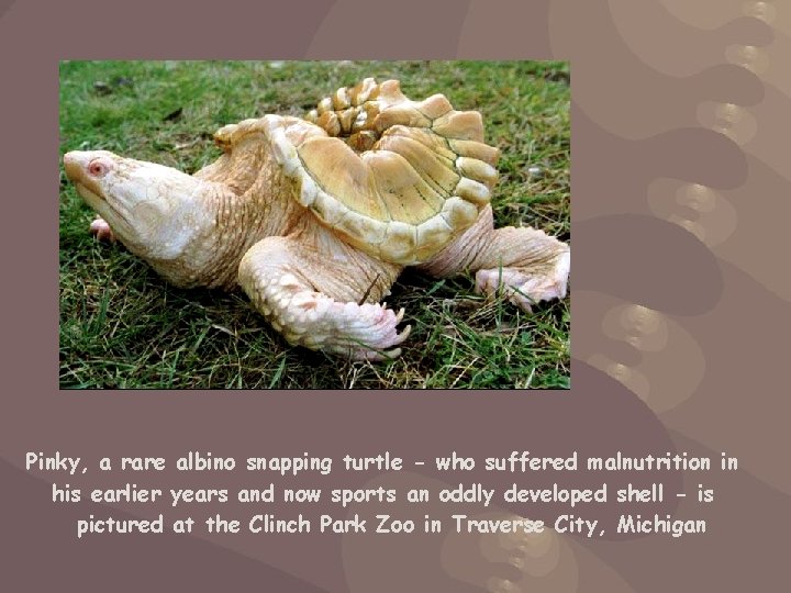 Pinky, a rare albino snapping turtle - who suffered malnutrition in his earlier years